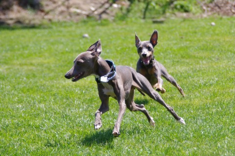 フィラリア症にかかった犬の最期 突然初めて犬を飼う 初心者さんへ